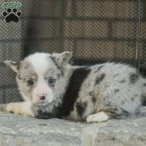 Rascal, Pembroke Welsh Corgi Puppy