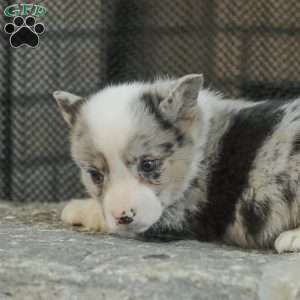 Rascal, Pembroke Welsh Corgi Puppy