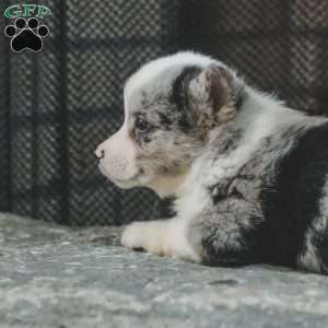 Rascal, Pembroke Welsh Corgi Puppy