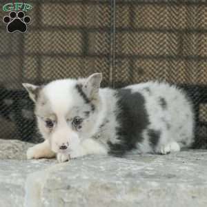 Rascal, Pembroke Welsh Corgi Puppy