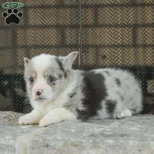 Rascal, Pembroke Welsh Corgi Puppy