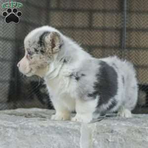 Rascal, Pembroke Welsh Corgi Puppy