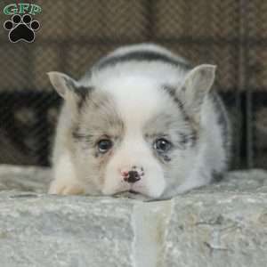 Rascal, Pembroke Welsh Corgi Puppy