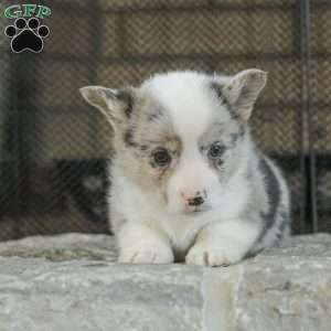 Rascal, Pembroke Welsh Corgi Puppy