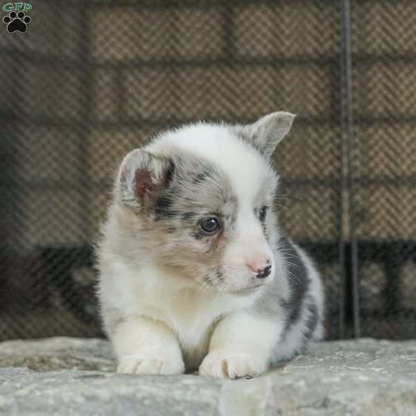 Rascal, Pembroke Welsh Corgi Puppy