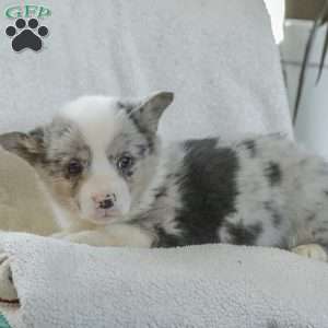 Rascal, Pembroke Welsh Corgi Puppy