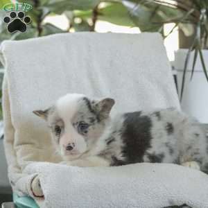 Rascal, Pembroke Welsh Corgi Puppy