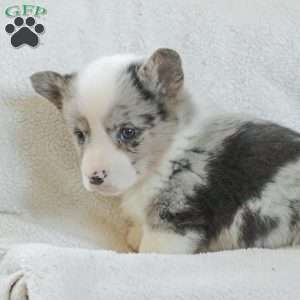 Rascal, Pembroke Welsh Corgi Puppy