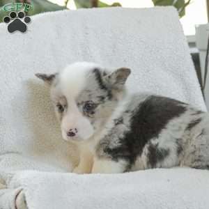 Rascal, Pembroke Welsh Corgi Puppy