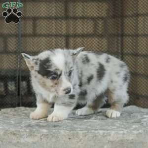 Rainbow, Pembroke Welsh Corgi Puppy