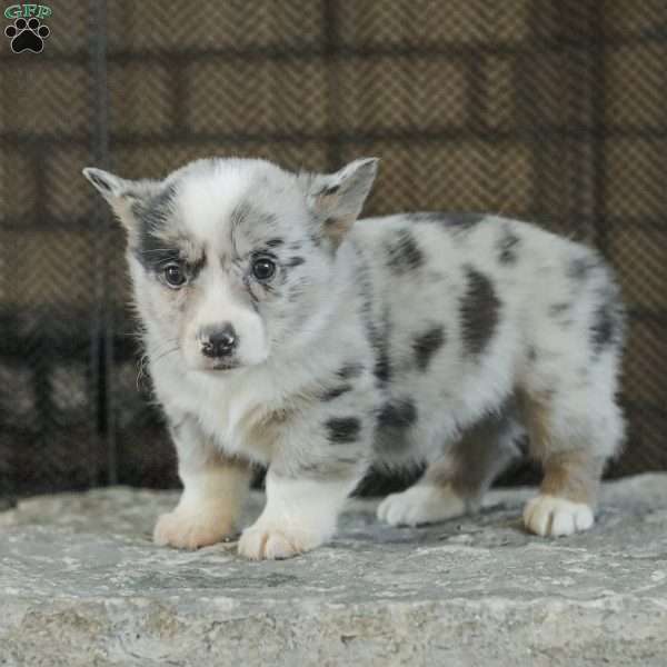 Rainbow, Pembroke Welsh Corgi Puppy