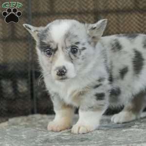 Rainbow, Pembroke Welsh Corgi Puppy