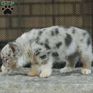 Rainbow, Pembroke Welsh Corgi Puppy