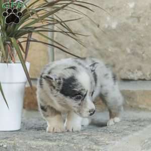 Rainbow, Pembroke Welsh Corgi Puppy