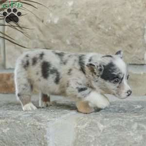 Rainbow, Pembroke Welsh Corgi Puppy