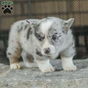 Rainbow, Pembroke Welsh Corgi Puppy