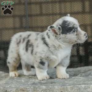 Rainbow, Pembroke Welsh Corgi Puppy