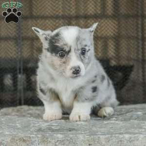 Rainbow, Pembroke Welsh Corgi Puppy