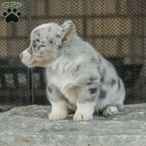 Rainbow, Pembroke Welsh Corgi Puppy