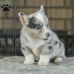 Rainbow, Pembroke Welsh Corgi Puppy