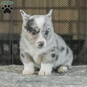 Rainbow, Pembroke Welsh Corgi Puppy