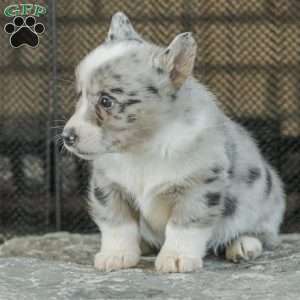 Rainbow, Pembroke Welsh Corgi Puppy