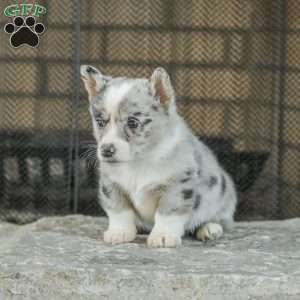 Rainbow, Pembroke Welsh Corgi Puppy