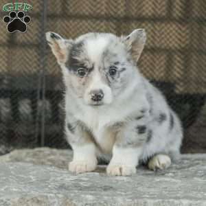 Rainbow, Pembroke Welsh Corgi Puppy