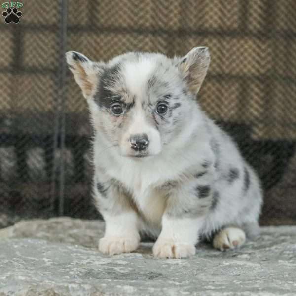 Rainbow, Pembroke Welsh Corgi Puppy