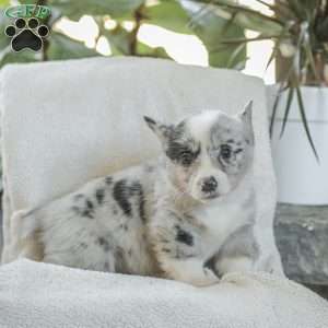 Rainbow, Pembroke Welsh Corgi Puppy