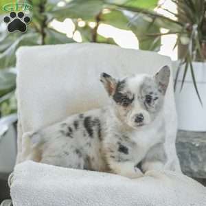 Rainbow, Pembroke Welsh Corgi Puppy