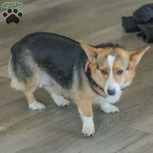 Rusty, Pembroke Welsh Corgi Puppy