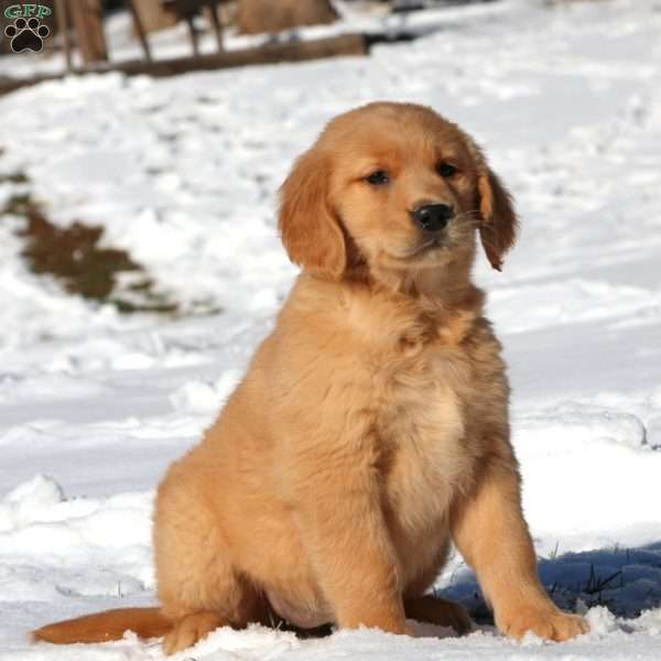 Abagail, Golden Retriever Puppy