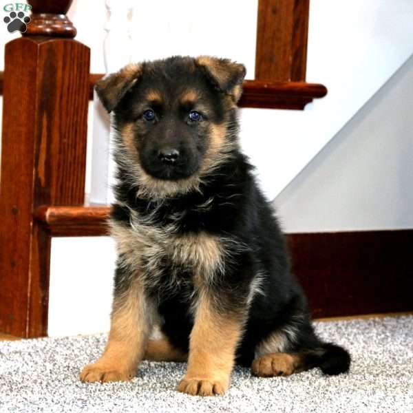 Abagail, German Shepherd Puppy