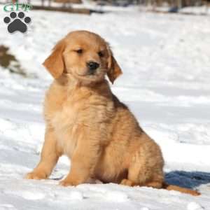 Abagail, Golden Retriever Puppy