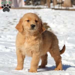 Abagail, Golden Retriever Puppy