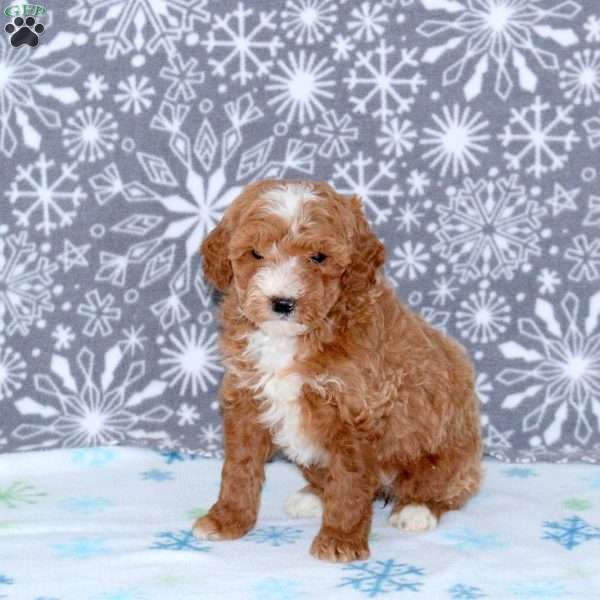 Abby, Mini Goldendoodle Puppy