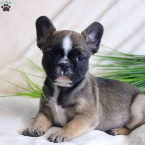 Abby, French Bulldog Puppy