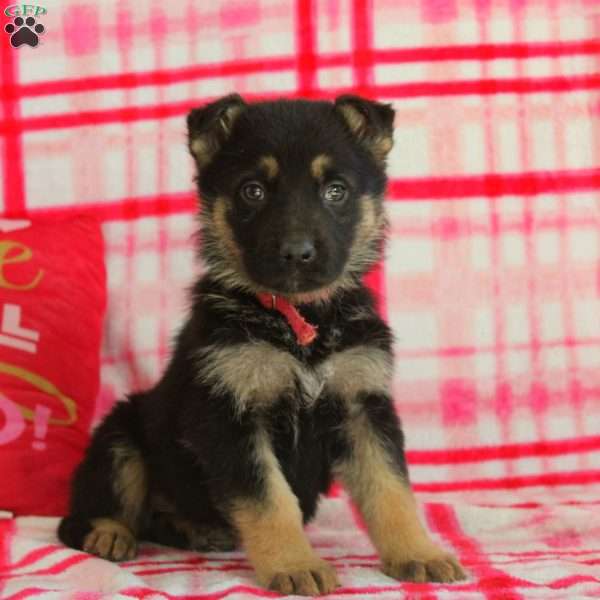 Abe, German Shepherd Puppy