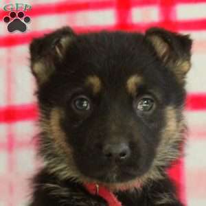 Abe, German Shepherd Puppy