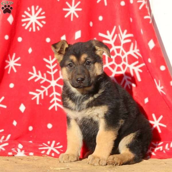 Abigail, German Shepherd Puppy