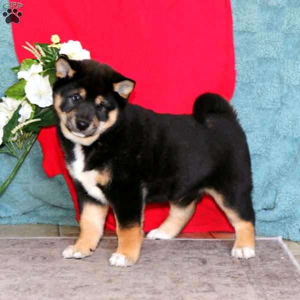 Ace, Shiba Inu Puppy