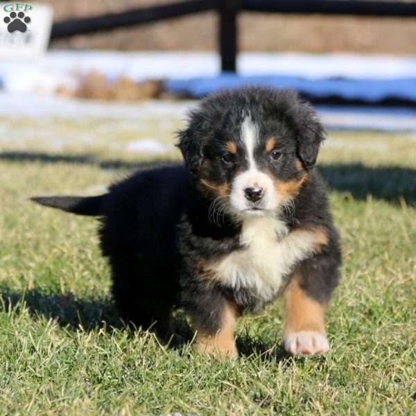 Ace, Bernese Mountain Dog Puppy