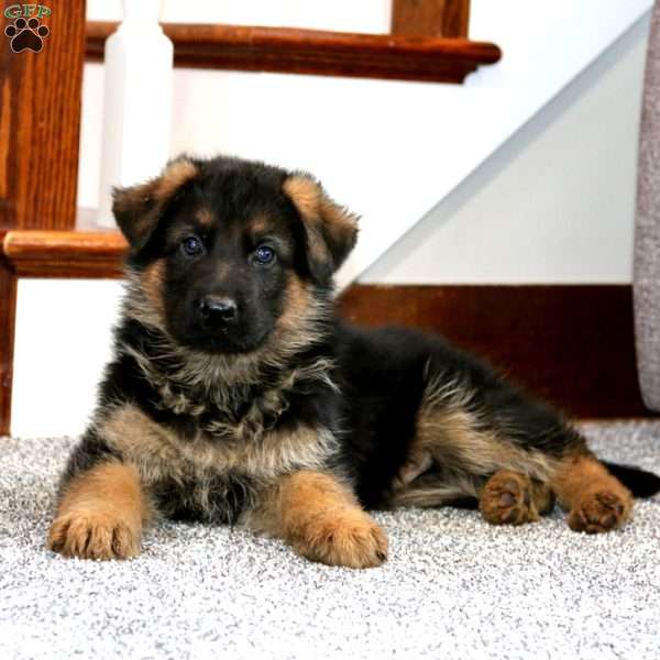 Ace, German Shepherd Puppy