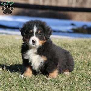 Ace, Bernese Mountain Dog Puppy