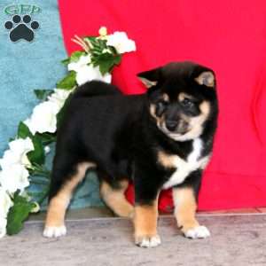 Ace, Shiba Inu Puppy