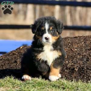 Ace, Bernese Mountain Dog Puppy