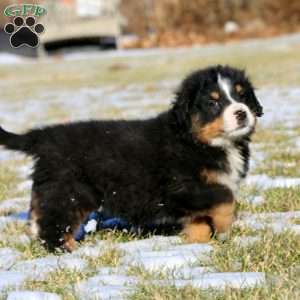 Ace, Bernese Mountain Dog Puppy