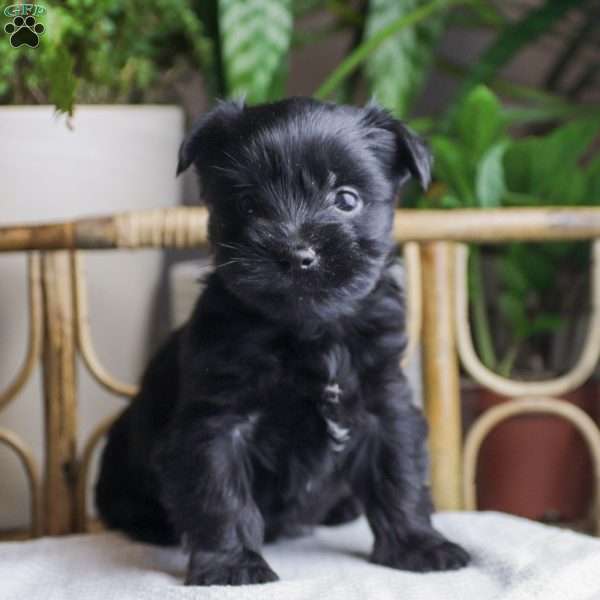 Ace, Yorkie Poo Puppy