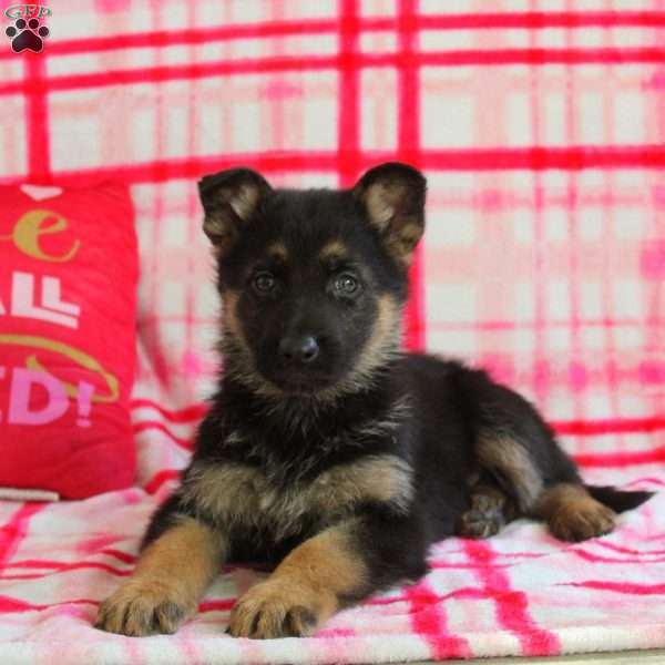 Adam, German Shepherd Puppy